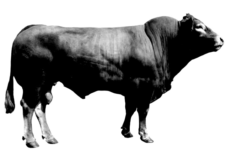 Pedigree Limousine Polled Limousin Tredon Herd